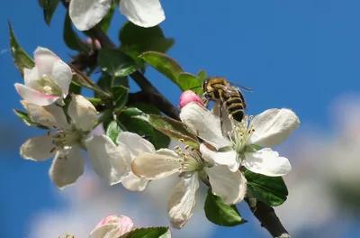 Bee on apple tree blossom