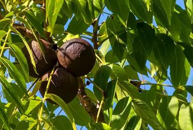 Black Walnuts in tree