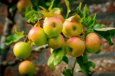 Buying apple trees