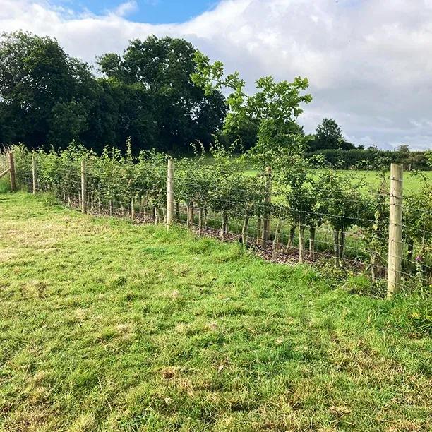 Countryside Stewardship Grants: BN11, New Hedge Planting