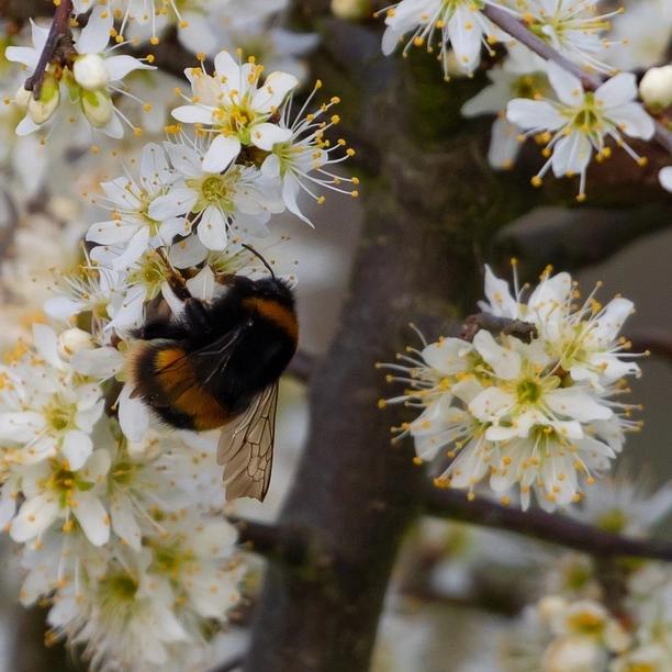 Bee on Hawthorn Flowers