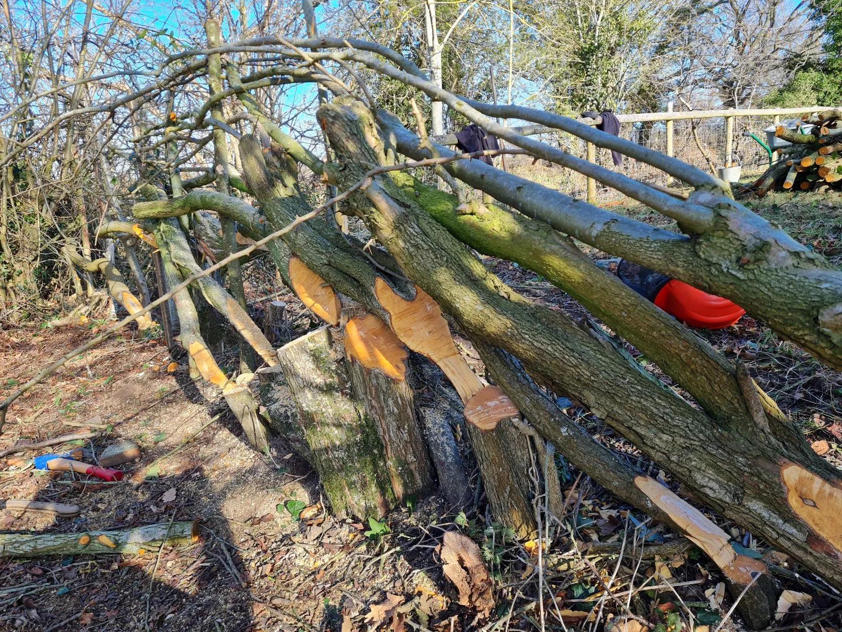 Hedgelaying