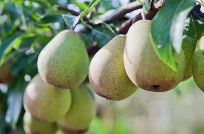 Pear Tree Advice