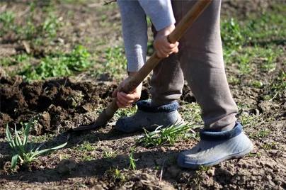 Slit Planting VS Planting in a Trench or Hole