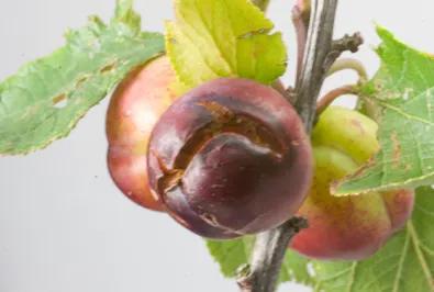 Plum fruit disease
