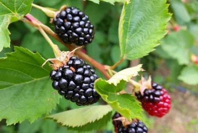 Pruning Blackberries