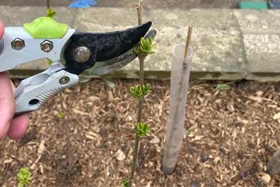 Pruning New Hedging