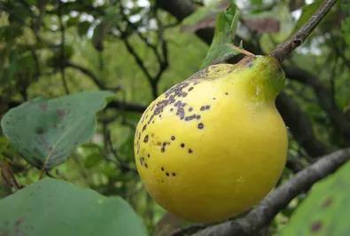 Quince Leaf Blight