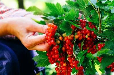How to Grow Redcurrants & Whitecurrants