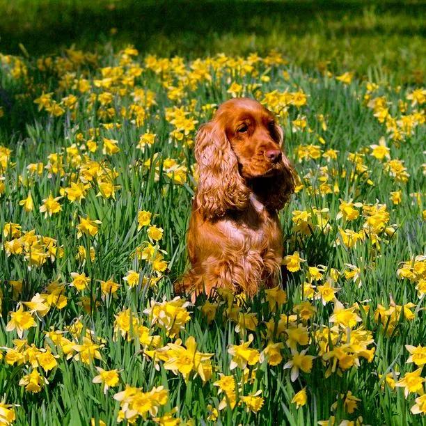 Flower Bulb Blooming Seasons