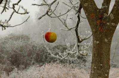Apple on a frozen tree