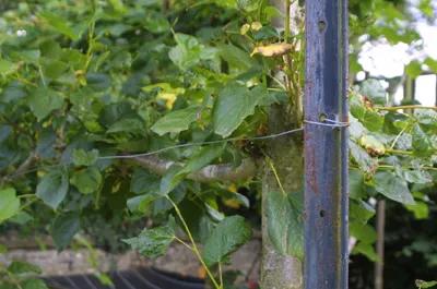 Wire Supports for Fruit Trees