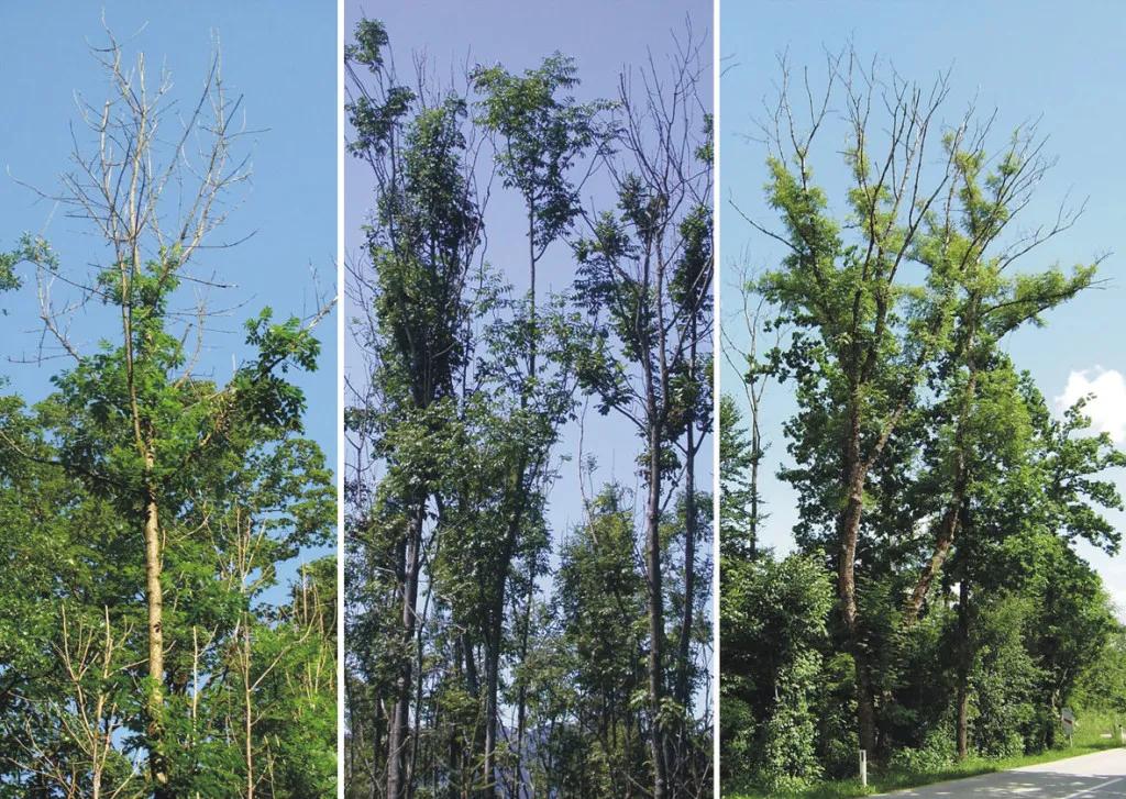 ash-dieback-diseased-trees