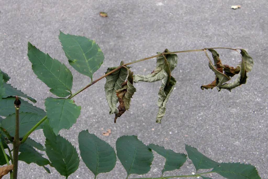 ash-dieback-leaf-loss