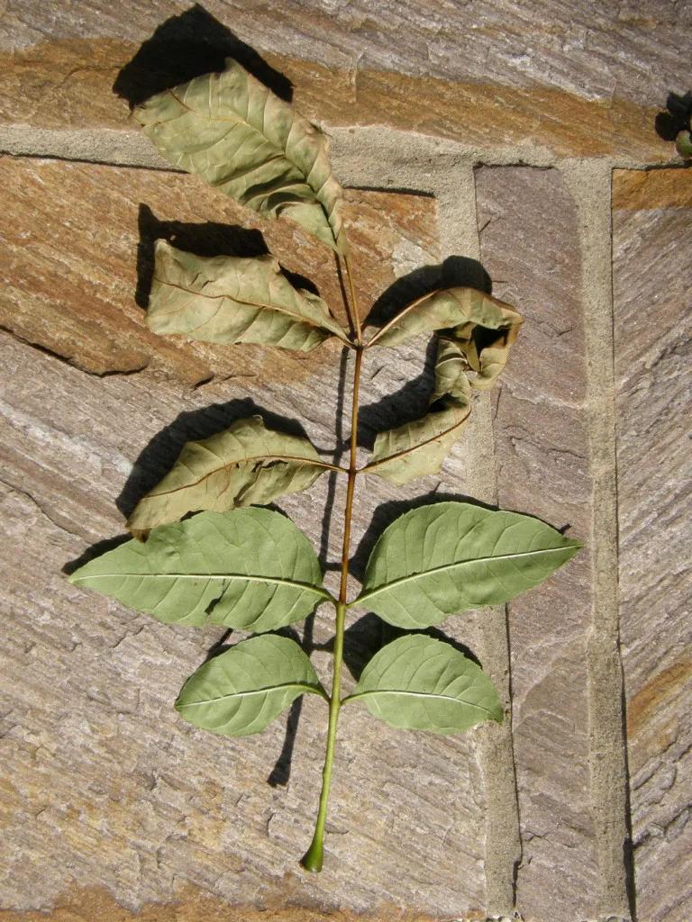 ash-dieback-leaf-loss-2