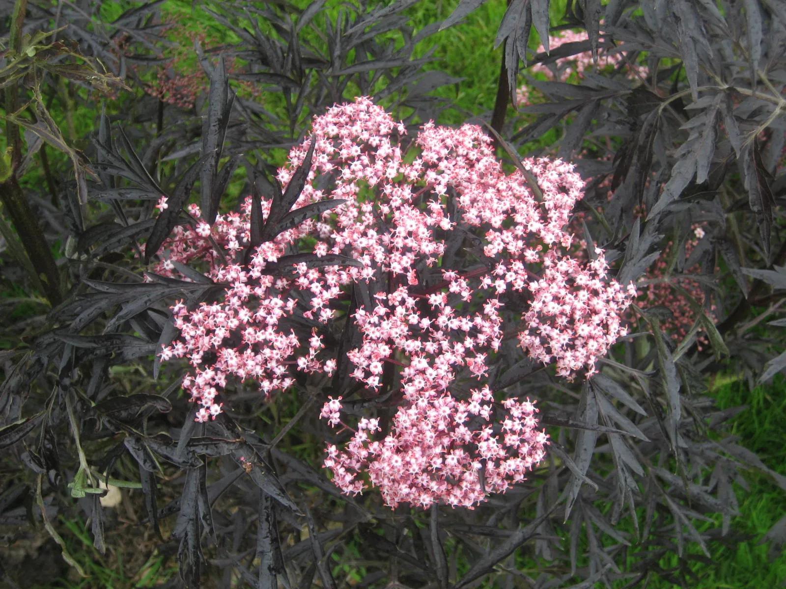 Pink flowers and dark foliage of Sambucus nigra