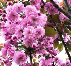 cherry trees prunus kanzan