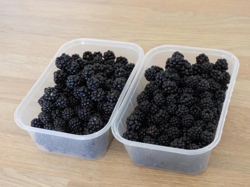 Foraged Ripe Blackberries 