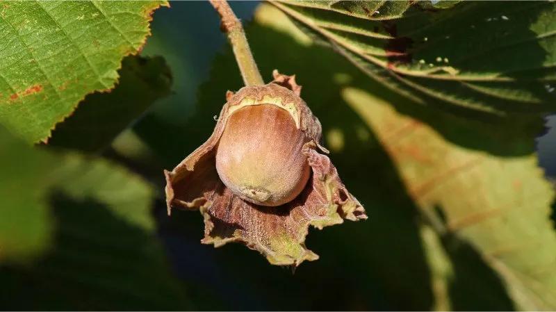 Hazelnut hedge plant with pretty, rounded, slightly serrated green leaves