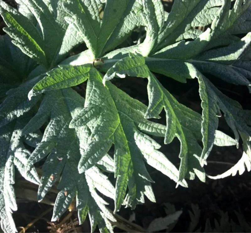 The handsome silvered leaves of artichokes