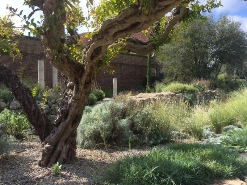 The newly renovated Delos garden at Sissinghurst shines with Mediterranean bleached silvers
