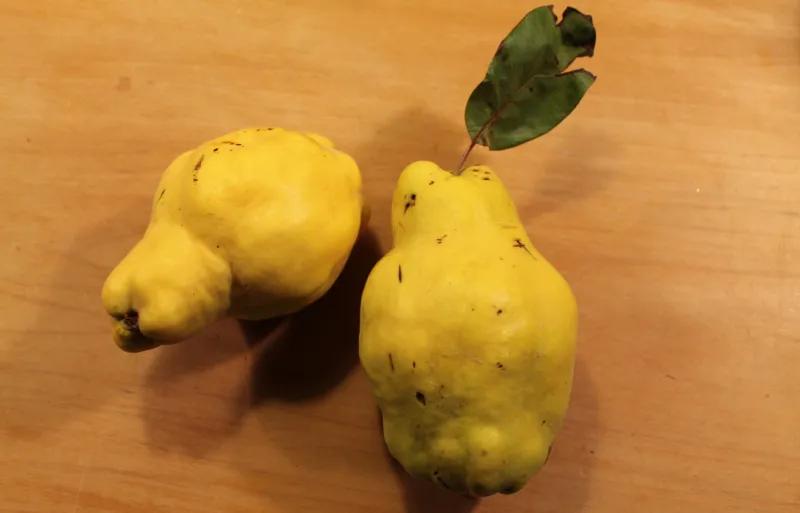 Quince from 14 year old tree - Serbian Gold