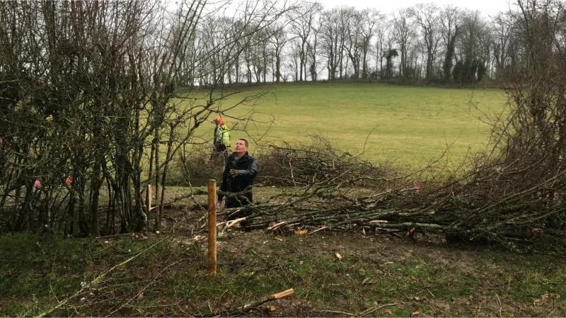 Hedge laying competition in Somerset
