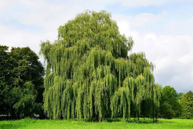 Large Golden Weeping Willow Tree (Salix sepulchralis Chrysocoma)