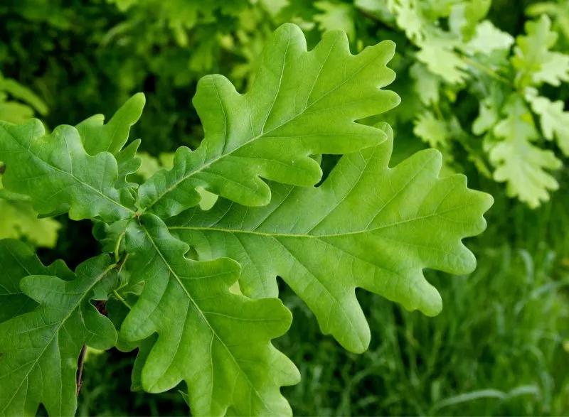 your-guide-to-oak-trees-facts-types-essential-information