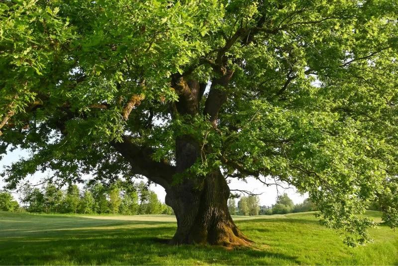 Zeus Oak Tree