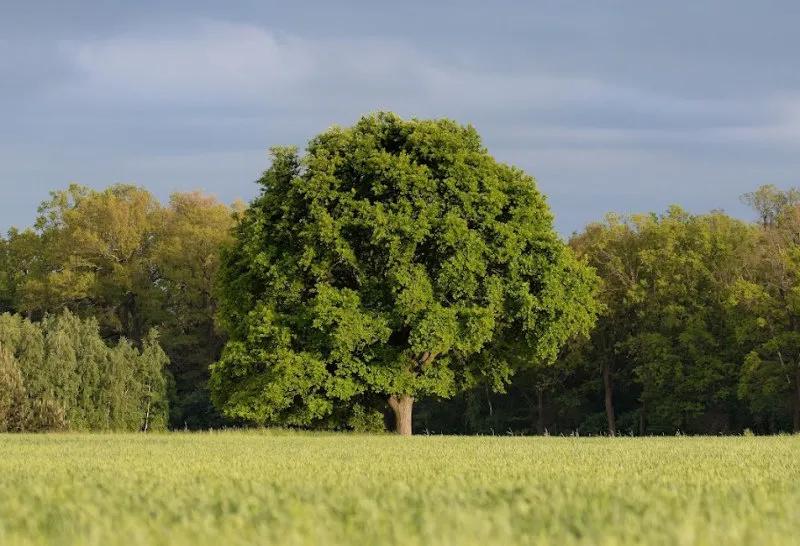 Your Guide To Oak Trees: Facts, Types & Essential Information