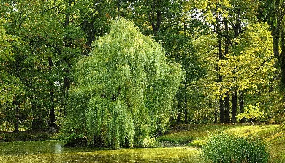 Weeping Willow Tree (Salix sepulchralis Chrysocoma)