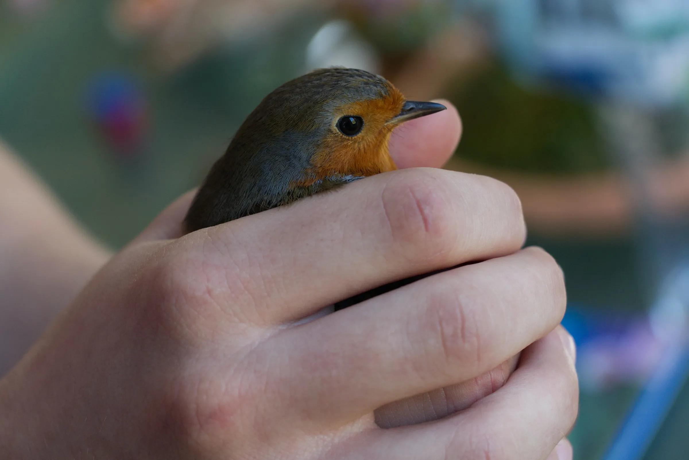 Robin bird in hand