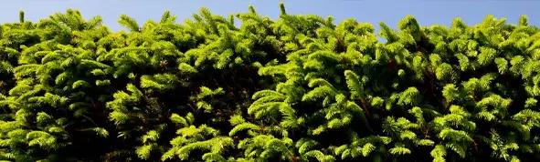 Evergreen Hedging