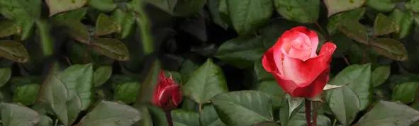 Hybrid Tea Roses