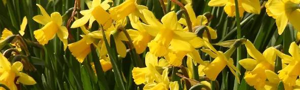 Daffodil & Narcissi