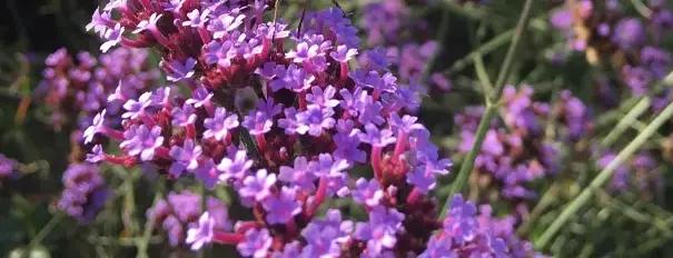 Verbena