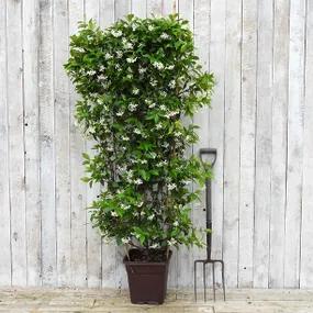 140cm Framed Jasmine Plants