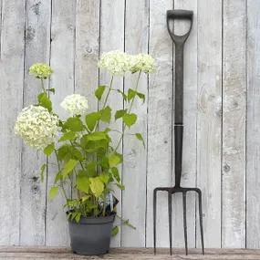 Annabelle Hydrangea Plants