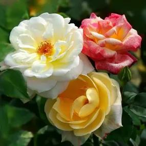 3 RHS Award Winning Scented Roses