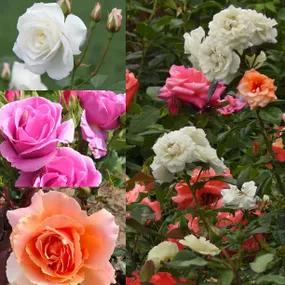 Collection of three shrub roses