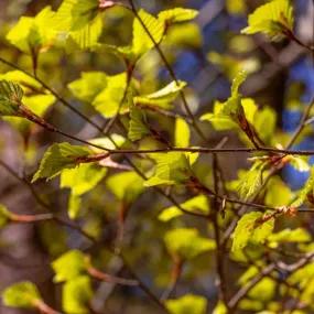 Golden Alder Leaves