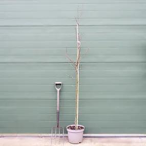 Potted Amelanchier Robin Hill Tree