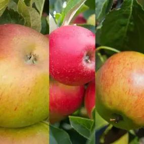 Apple Orchard Collections