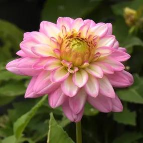 Arbatax Dahlia Flower