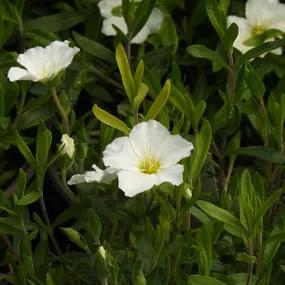 Arenaria montana Flowers