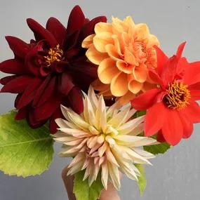 Autumn Flame Dahlia Collection