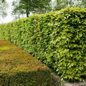 Hedging Plants For Sale: Garden & Farm Hedges Online | Ashridge