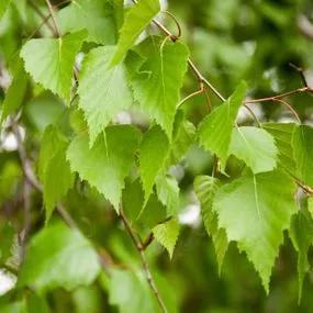 Snow Queen Birch Trees for Sale: Big Sizes | Ashridge