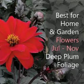 Best for Home and Garden Dahlia - Bishop of Llandaff